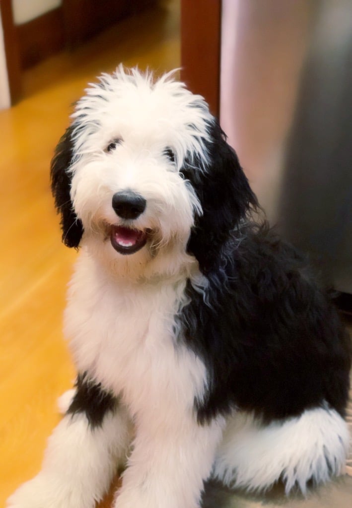 Miniature Sheepadoodle Puppies For Sale Outlet, 57% OFF - www.simbolics.cat